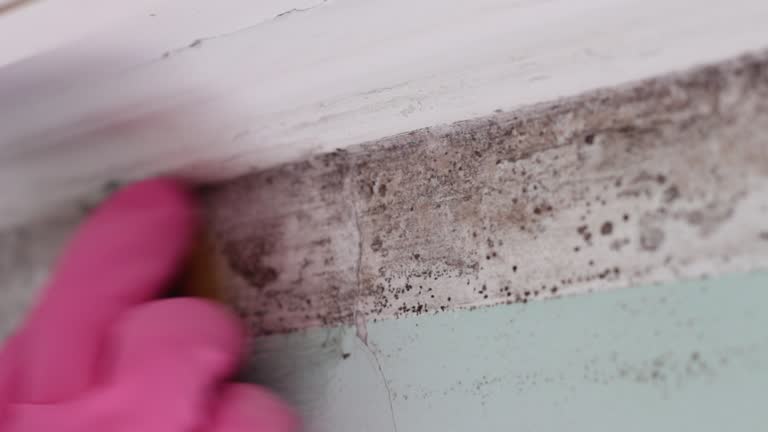 Best HVAC Mold Inspection and Cleaning  in Stratford Downtown, CT